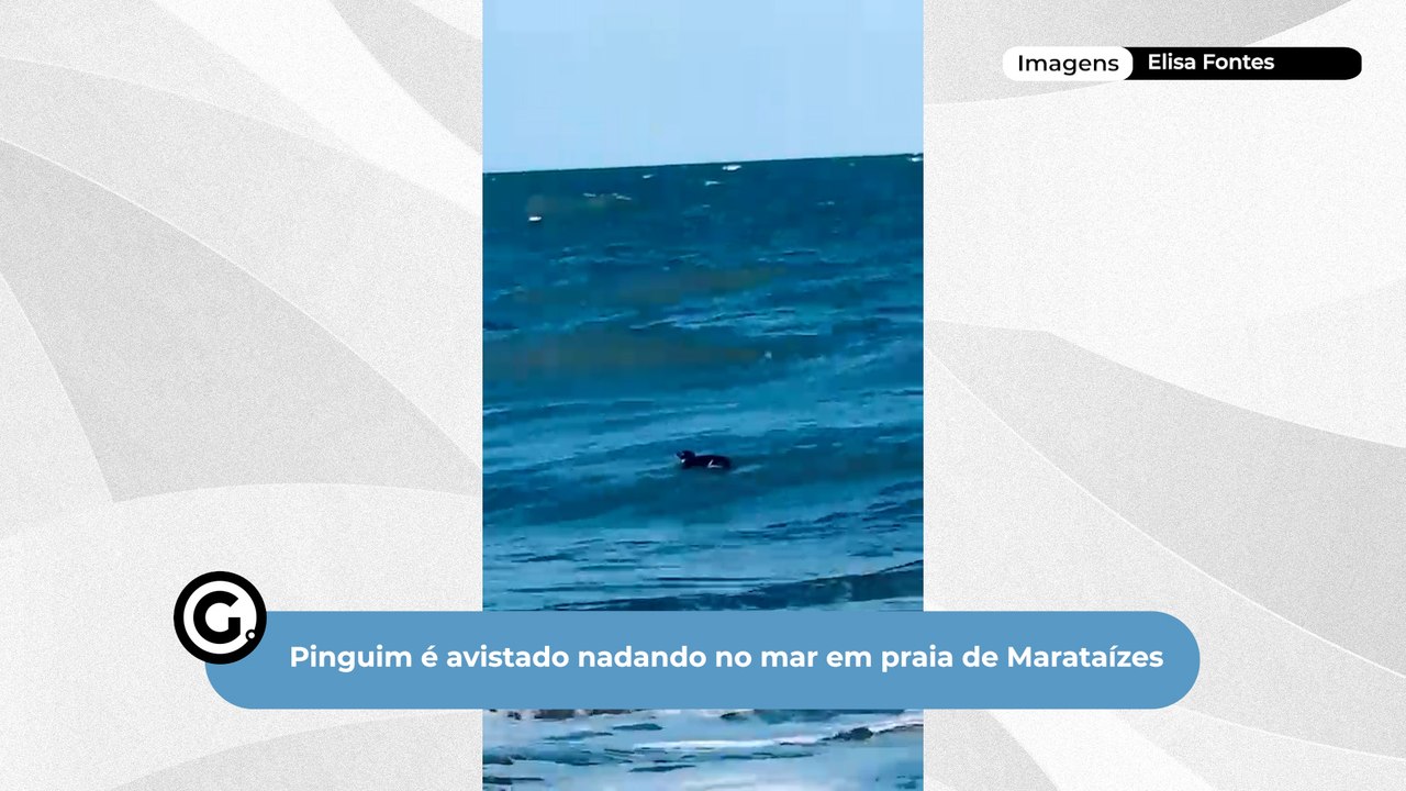 Pinguim é avistado nadando no mar em praia de Marataízes