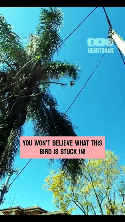 This rescued ibis reacts with freedom after being safely freed from a palm tree