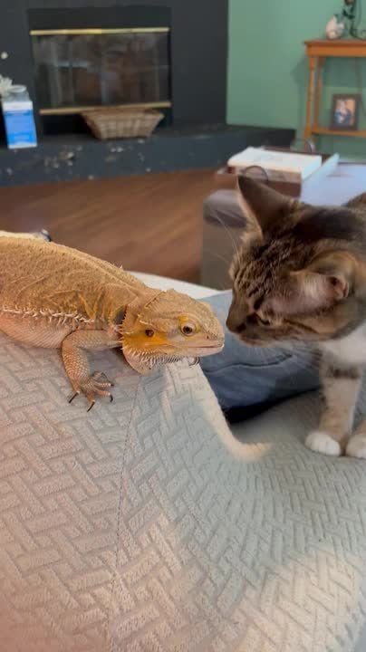 Cat Gives Surprised Look To Bearded Dragon