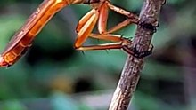 A MOSCA-ASSASSINA CAÇA ABELHAS NO AR?! 😳