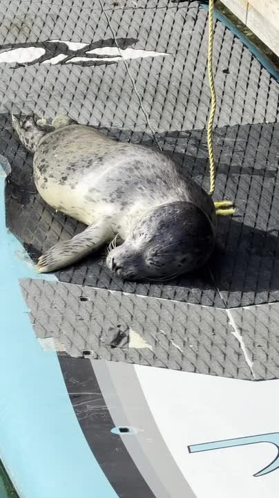 Seal Rests On Paddleboard