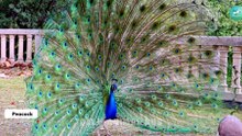 50 Exotic Animals Rare, Cute & Unbelievable Creatures Compilation