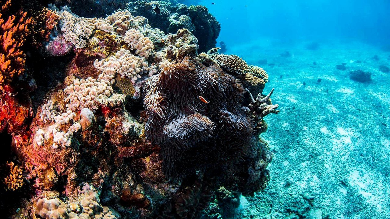 The Great Barrier Reef