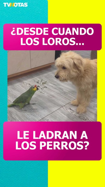 ¿El mundo al revés? Loro le ladra a perro y desata diversas reacciones en redes