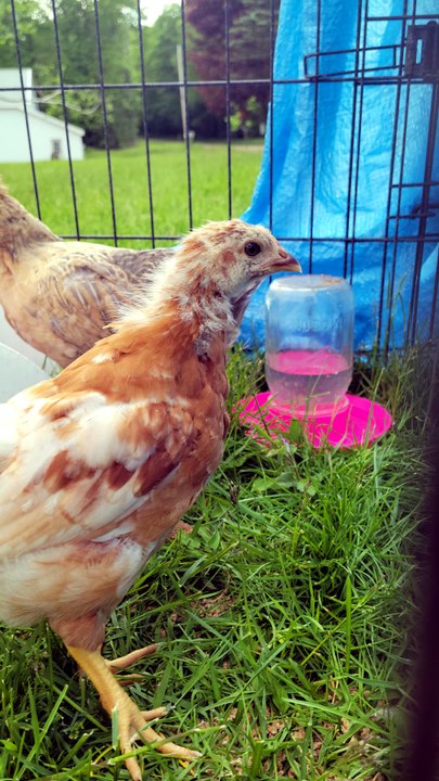 Francisco rocking the blue tarp like a runway diva. | #SparklegleamFarm #Francisco #homestead #chicken #farmanimals #soft #cute