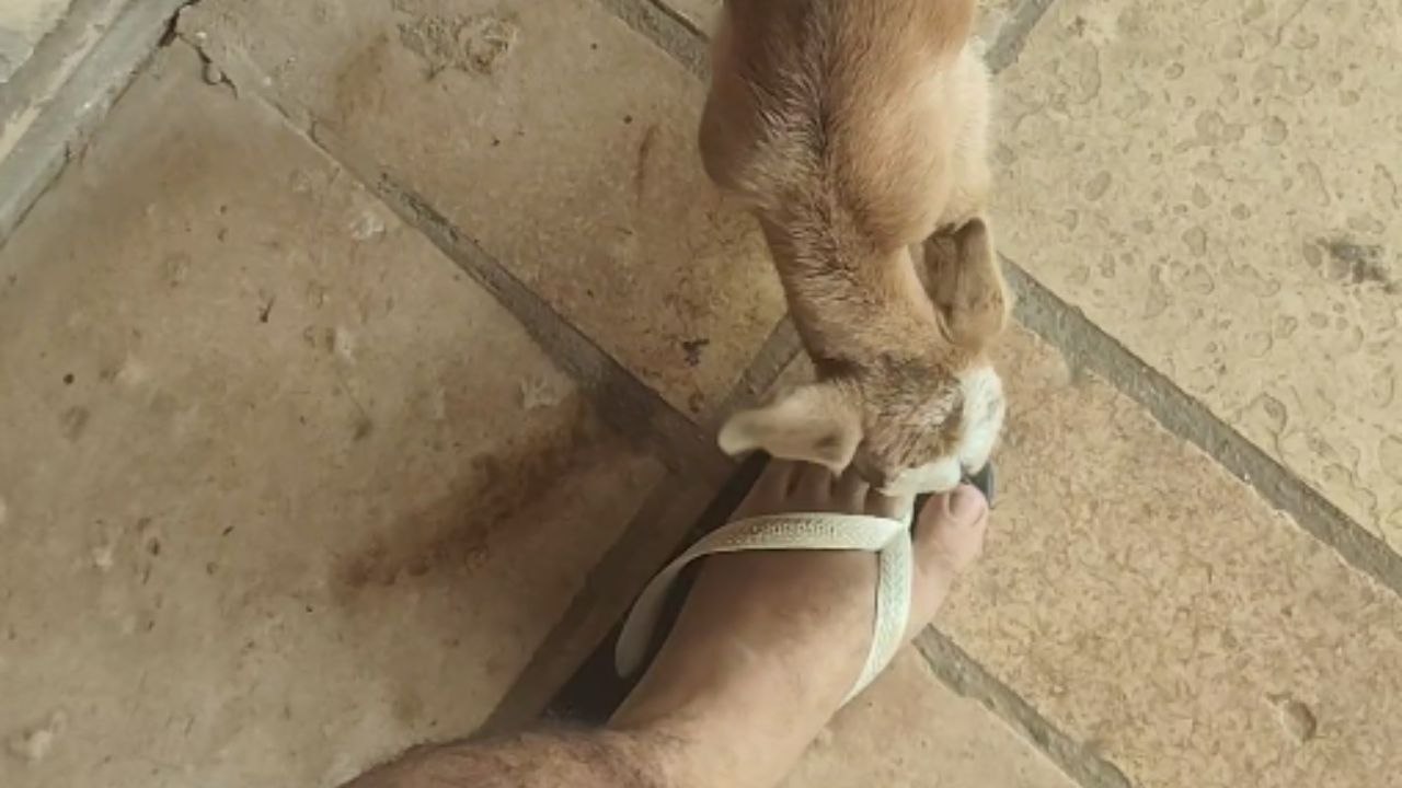 Orphaned Baby Goat Relentlessly Sucks Man's Toe and Finger