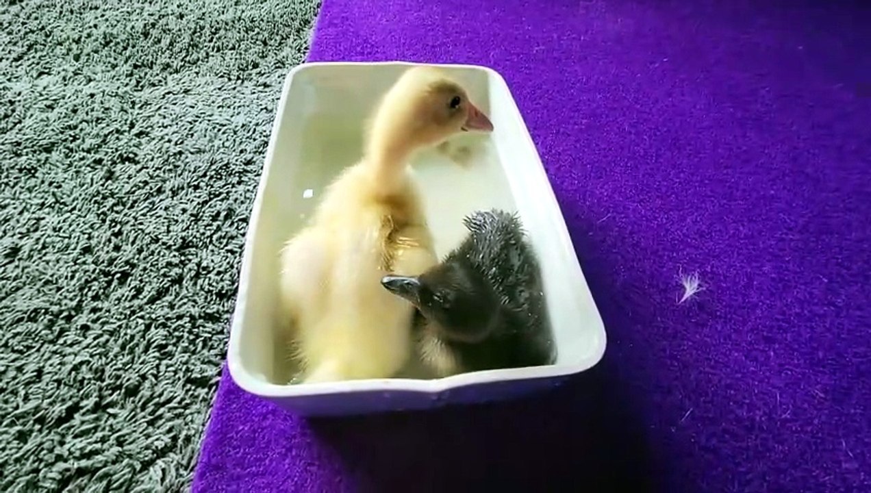 MTM demonstrates that drinking one's bath water is a perfectly normal thing to do. | #SparklegleamFarm #MTM #MaryTylerMolt #DVD #DickVanDuck #homestead #ducks #farmanimals #soft #cute