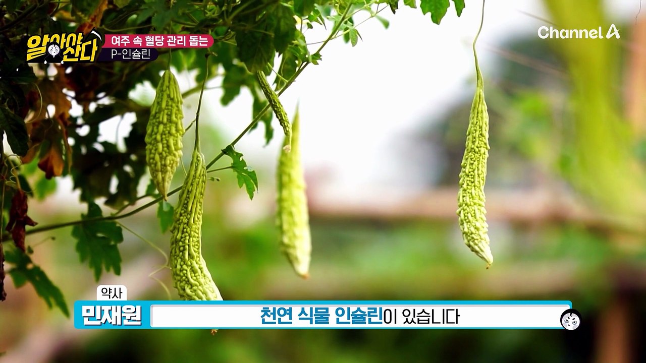 혈당 상승 억제에 도움을 준다?! '여주'로 중년 당뇨병을 잡았다!