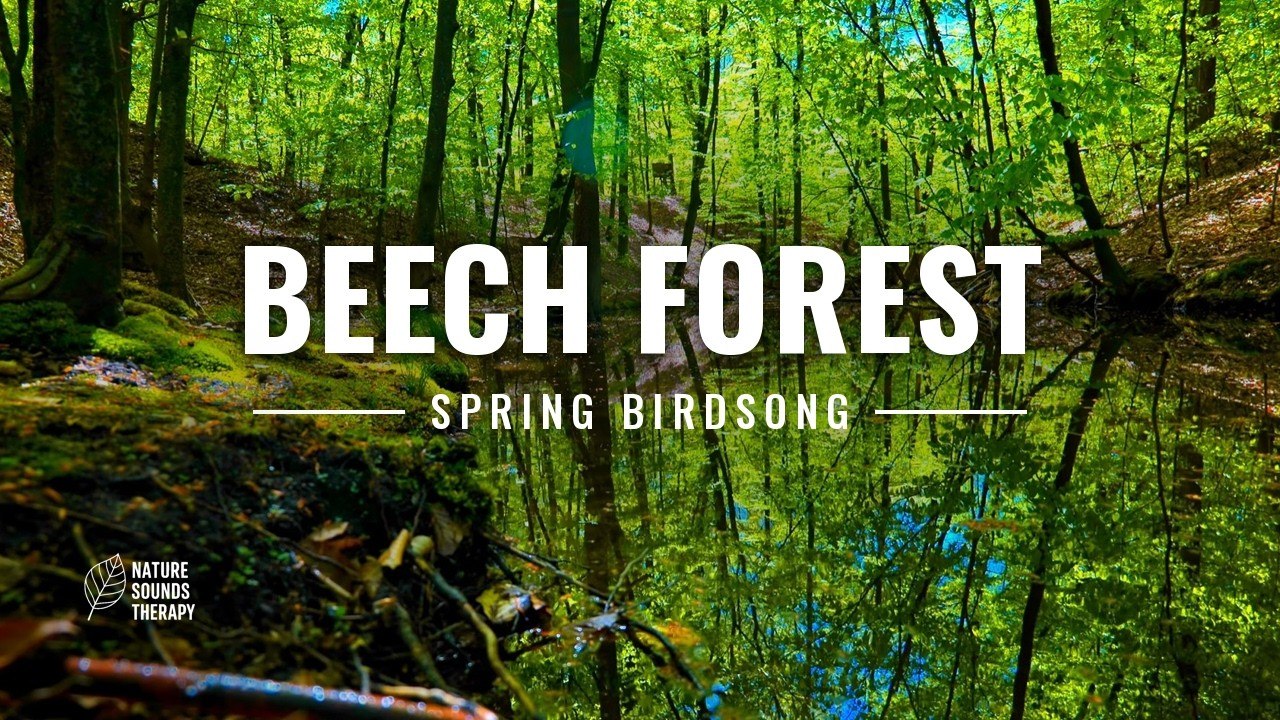 Bird Sounds for Relaxation · Spring Beech Forest, Poland