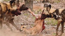 Le chasseur en meute au taux de réussite de 90 % que même les lions évitent : le lycaon