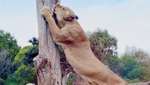 Amazing Big Cat Facts: Lions, Tigers, Leopards & Cheetahs 🐆