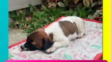 ¡Los vio y ya no los soltó! Cachorrito eligió a su familia y enterneció las redes