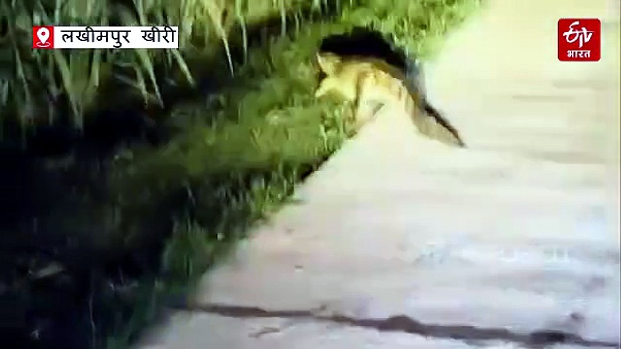 UP के गांवों में मगरमच्छ की 'घुसपैठ' से दहशत; वन विभाग ने जारी की यह चेतावनी