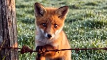 Baby Fox Trapped in a Fence 🦊❤️ Emotional Wildlife Rescue Story | Heartwarming Animal Video