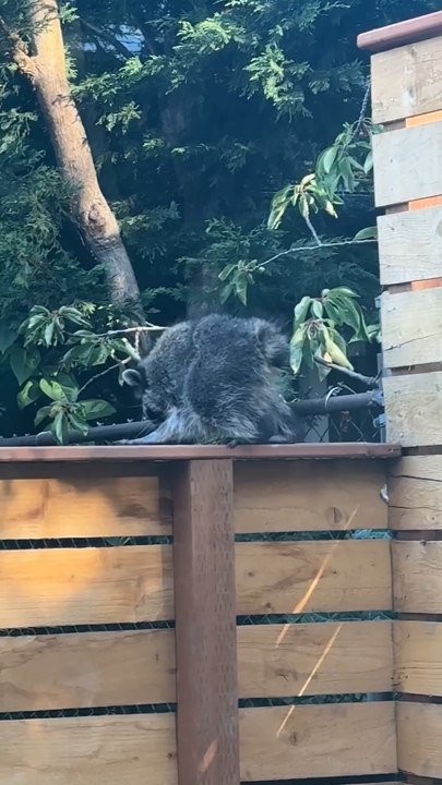 Mutant creature named ‘Jimothy’ stalks Seattle