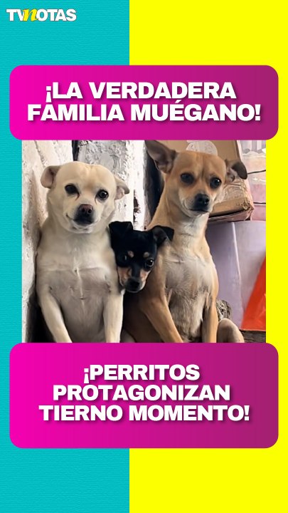 ¡La verdadera familia Muégano! Chihuahuas enternecen las redes con su unión