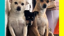 ¡La verdadera familia Muégano! Chihuahuas enternecen las redes con su unión