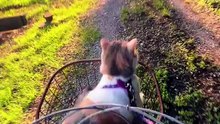 travel with cat