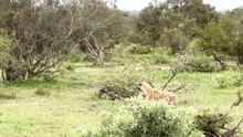 Breathtaking Safari Video Of A Spotted Hyena Stealing Prey And Forcing Leopard Up A Tree