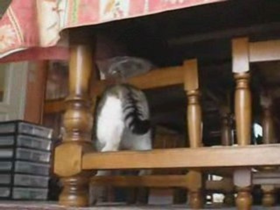 Histoir de chats