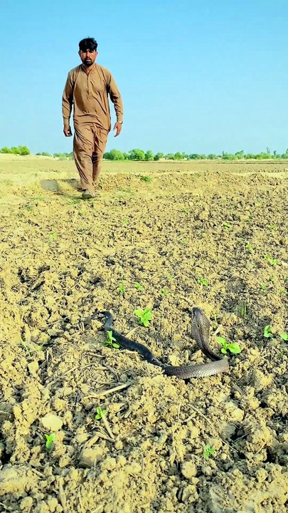Khet ki fasal me nag