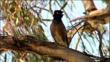 Indian mynas were introduced to control pest insects but now they are the pest