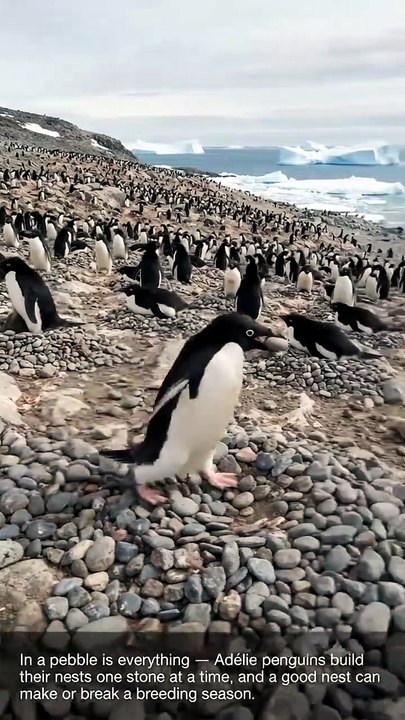 One Pebble at a Time | Adélie Penguin Nest-Building | Deep Wildlife
