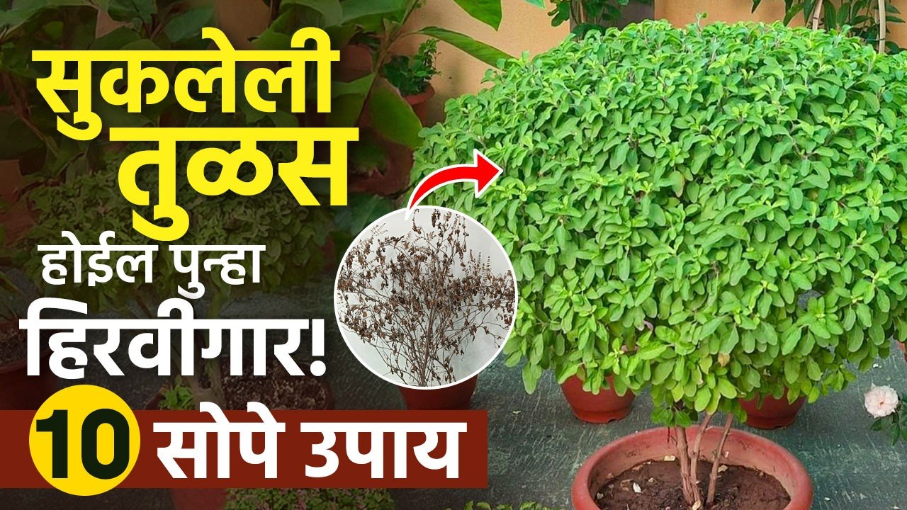 तुळस घनदाट करण्याचे १० सोपे उपाय! | How to grow Basil at home? | Tulasi Plant | Lokmat Sakhi