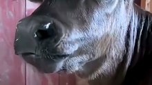Animal funny video 😅