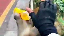 Animal funny video