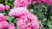Pink Double Peony Popy Flower