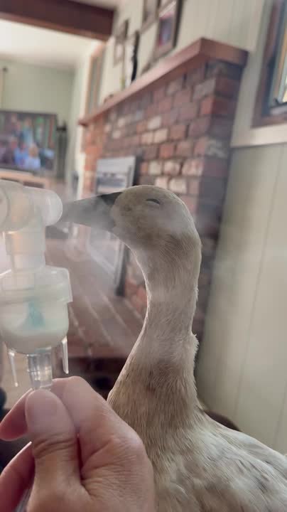 Sick Duck Sits Patiently Through Nebulizer Breathing Treatments