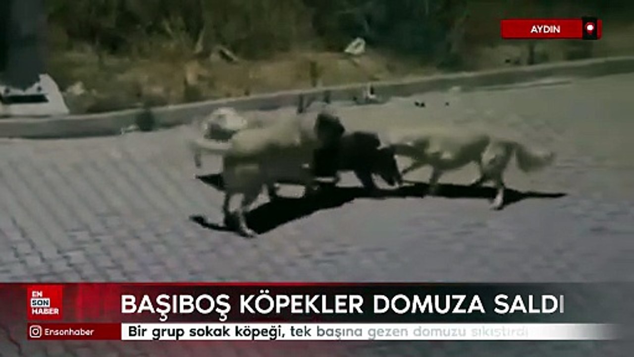Aydın'da başıboş köpekler domuza saldırdı