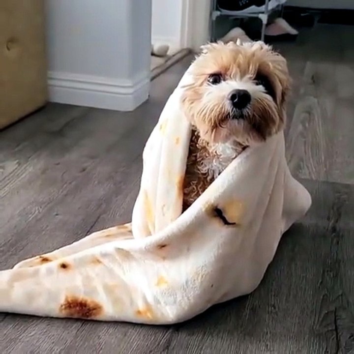 Funny and Smart Dog