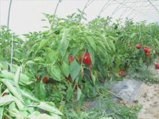 Le potager de Solenn