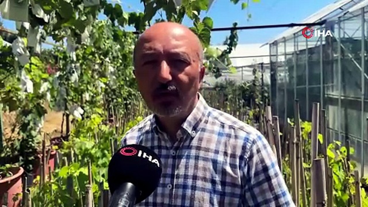 OMÜ’de geliştirilen yerli üzüm projesiyle hedef: İlaçsız yetişen çekirdeksiz ve kokulu üzüm