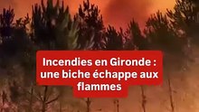 Gironde : des pompiers arrosent une chevrette prise dans les flammes