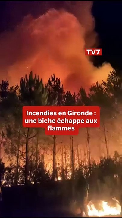 Gironde : des pompiers arrosent une chevrette prise dans les flammes