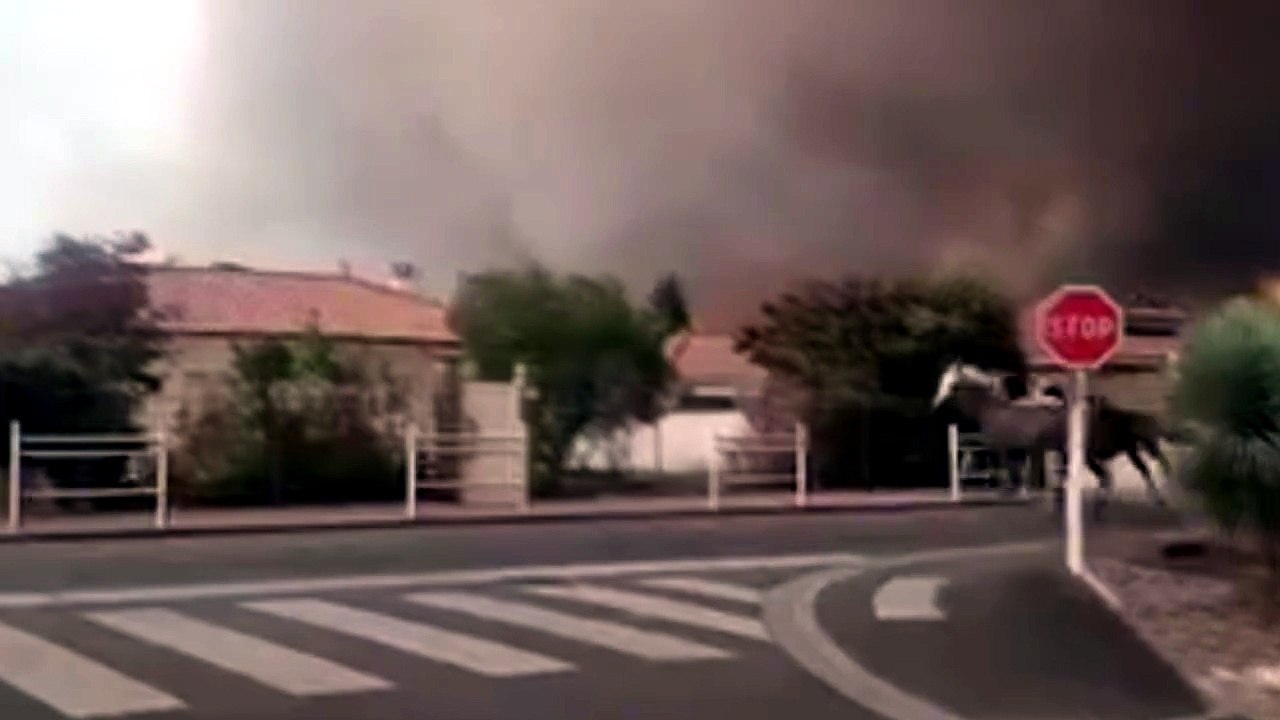 Francia e Spagna devastate dagli incendi, le immagini dei cavalli in fuga - VIDEO