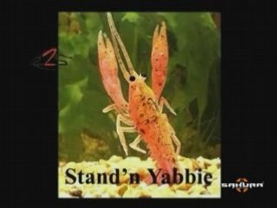 Stand n yabbie
