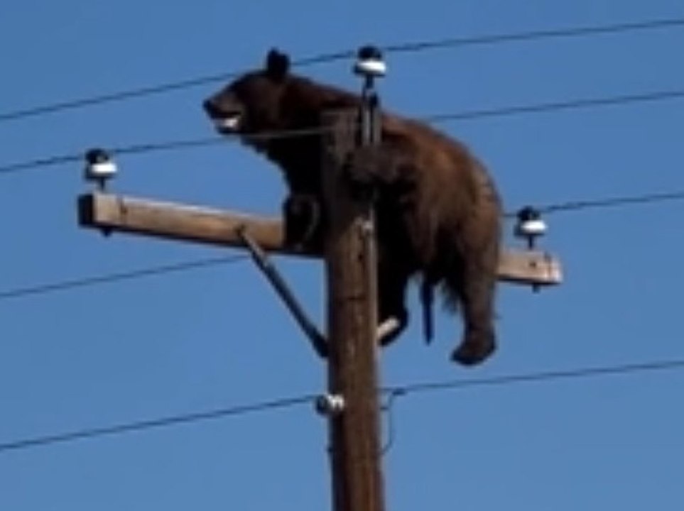 Bär sitzt in zehn Metern Höhe auf Strommast