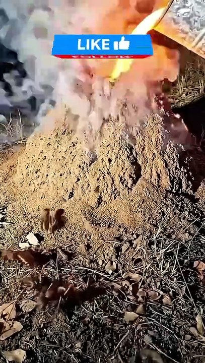 Pouring Molten Metal Into an Ant Hill to Create...
