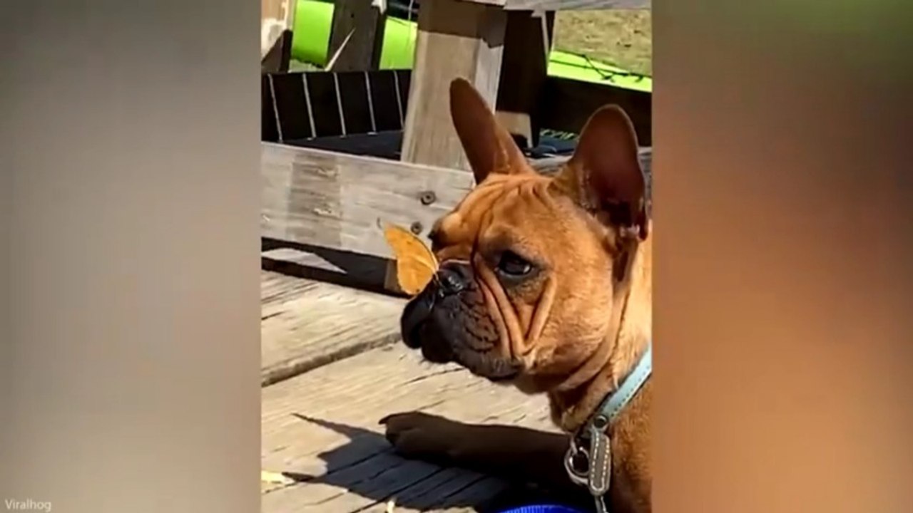French Bulldogs Are the Funniest Dogs Around! 😂 Best Funny Dog Videos ⭐