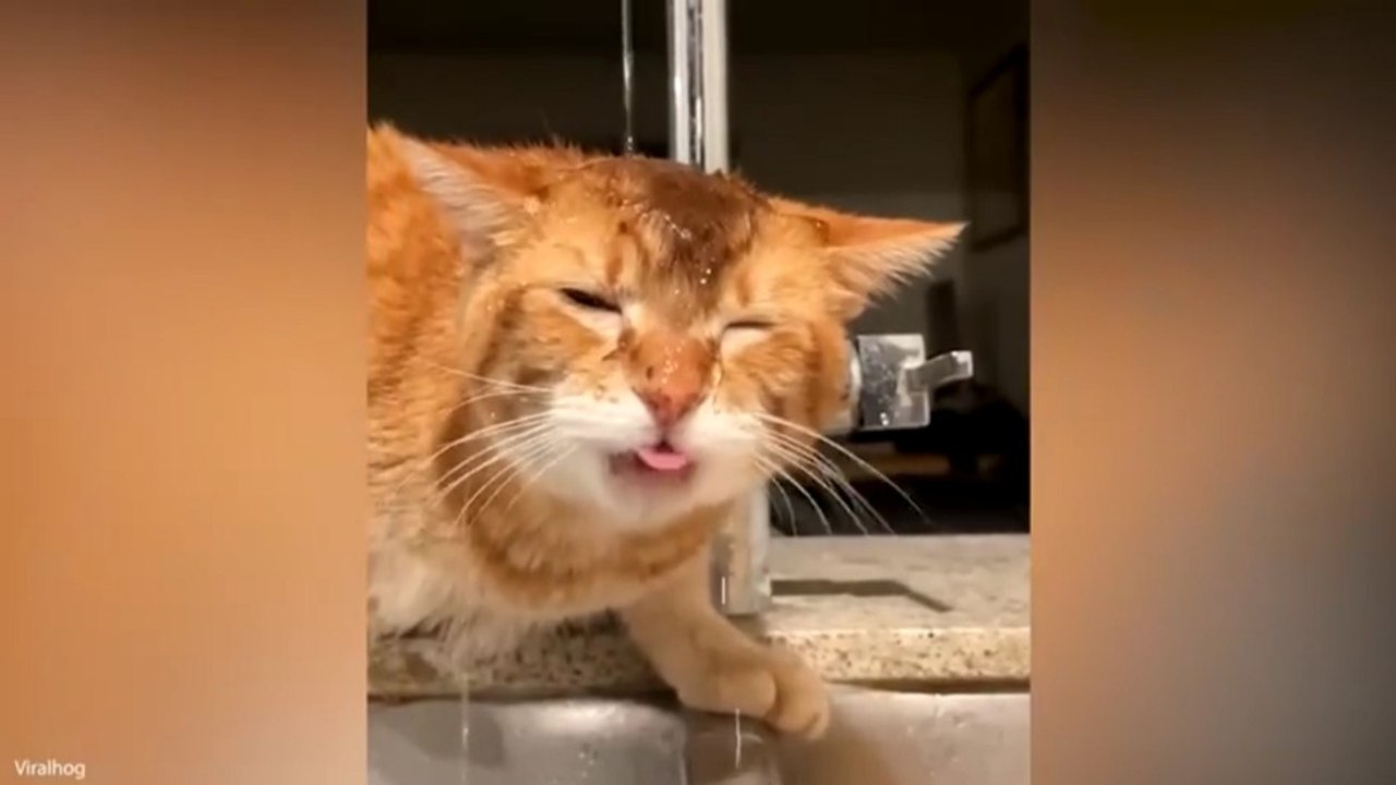 Best Funny Animal Moments That Made 2026 😂 Funniest Cats & Dogs 🐾