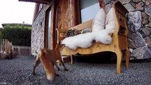 Funny Animals on CCTV 😂 Hilarious Pet Moments Caught on Camera