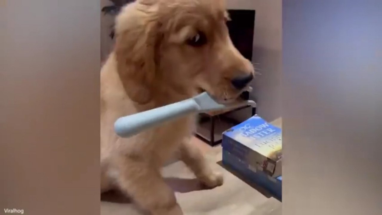 🏆 Funniest Golden Retriever Videos 2026 😂 Gol...