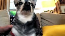 Funniest Animal Videos 😂 When Pets Do the Silliest Things 😹