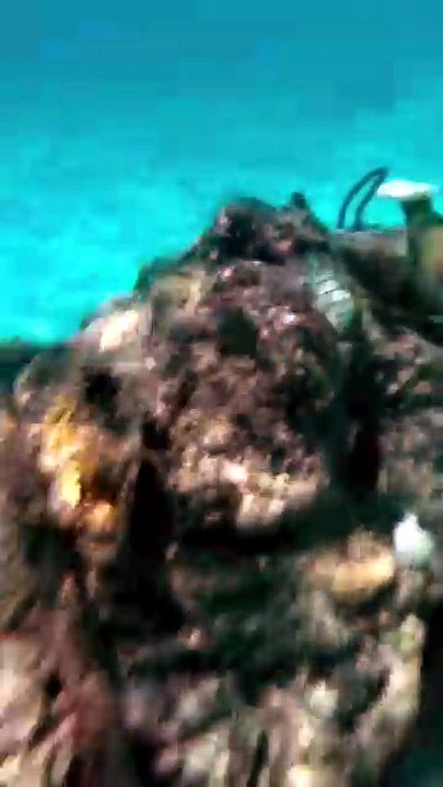 LE PLUS FURTIF poisson baliste à Maurice