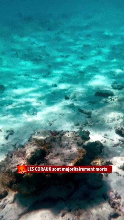 LES CORAUX sont majoritairement morts