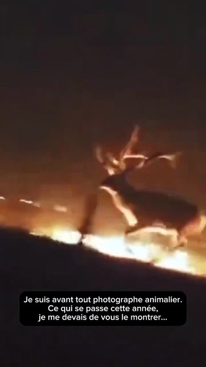 Incendies - L'autre catastrophe dont personne ne parle : De nombreux animaux ont déjà péri dans les flammes alors que d'autres sont affolés et en fuite